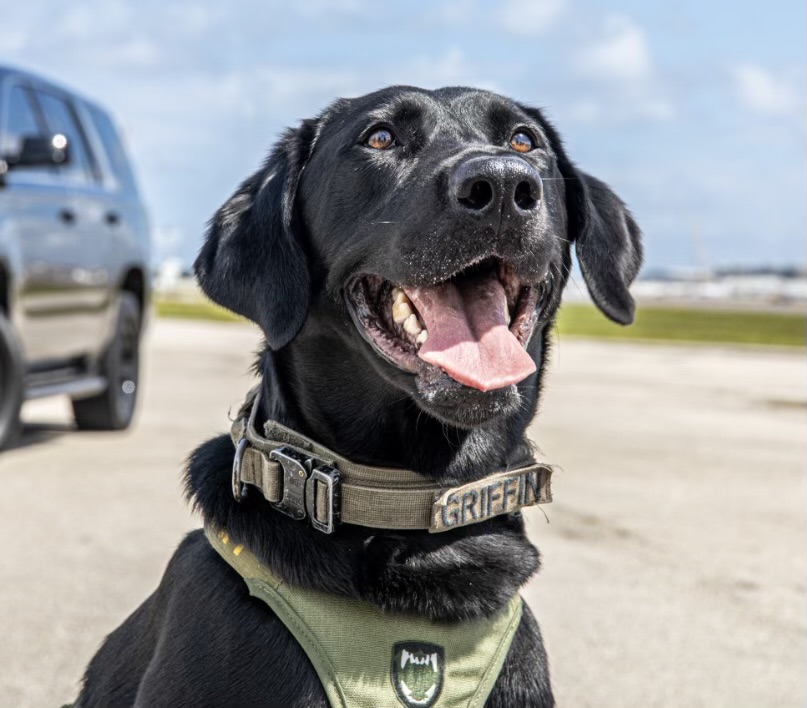 K9 Griffin